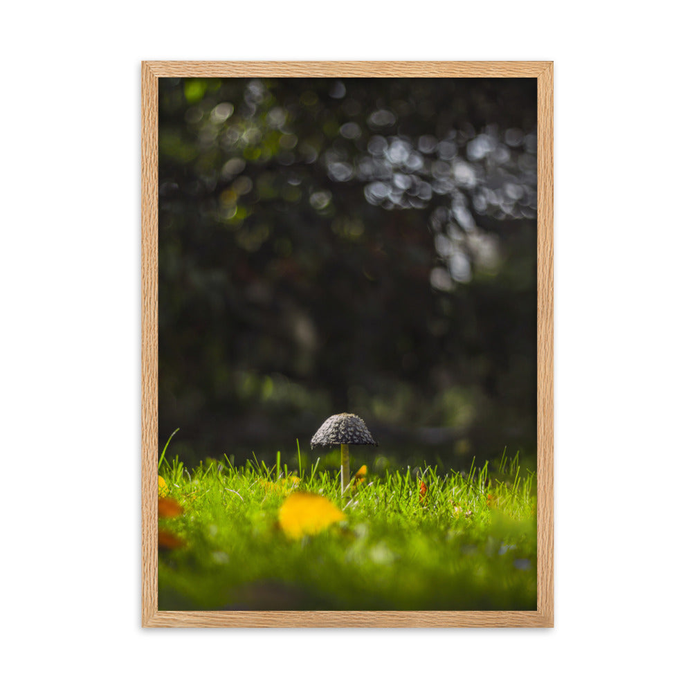 Poster mit Rahmen - Pilz Oak / 50×70 cm artlia