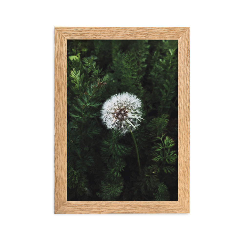 Poster mit Rahmen - Pusteblume Oak / 21×30 cm artlia