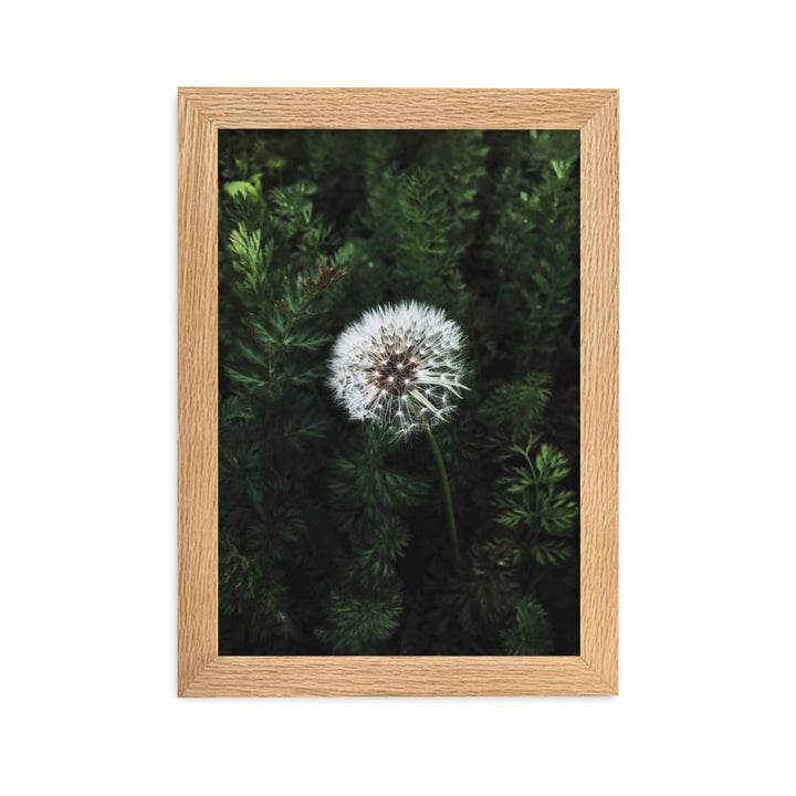 Poster mit Rahmen - Pusteblume Oak / 21×30 cm artlia