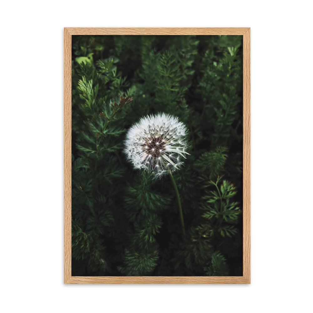 Poster mit Rahmen - Pusteblume Oak / 50×70 cm artlia