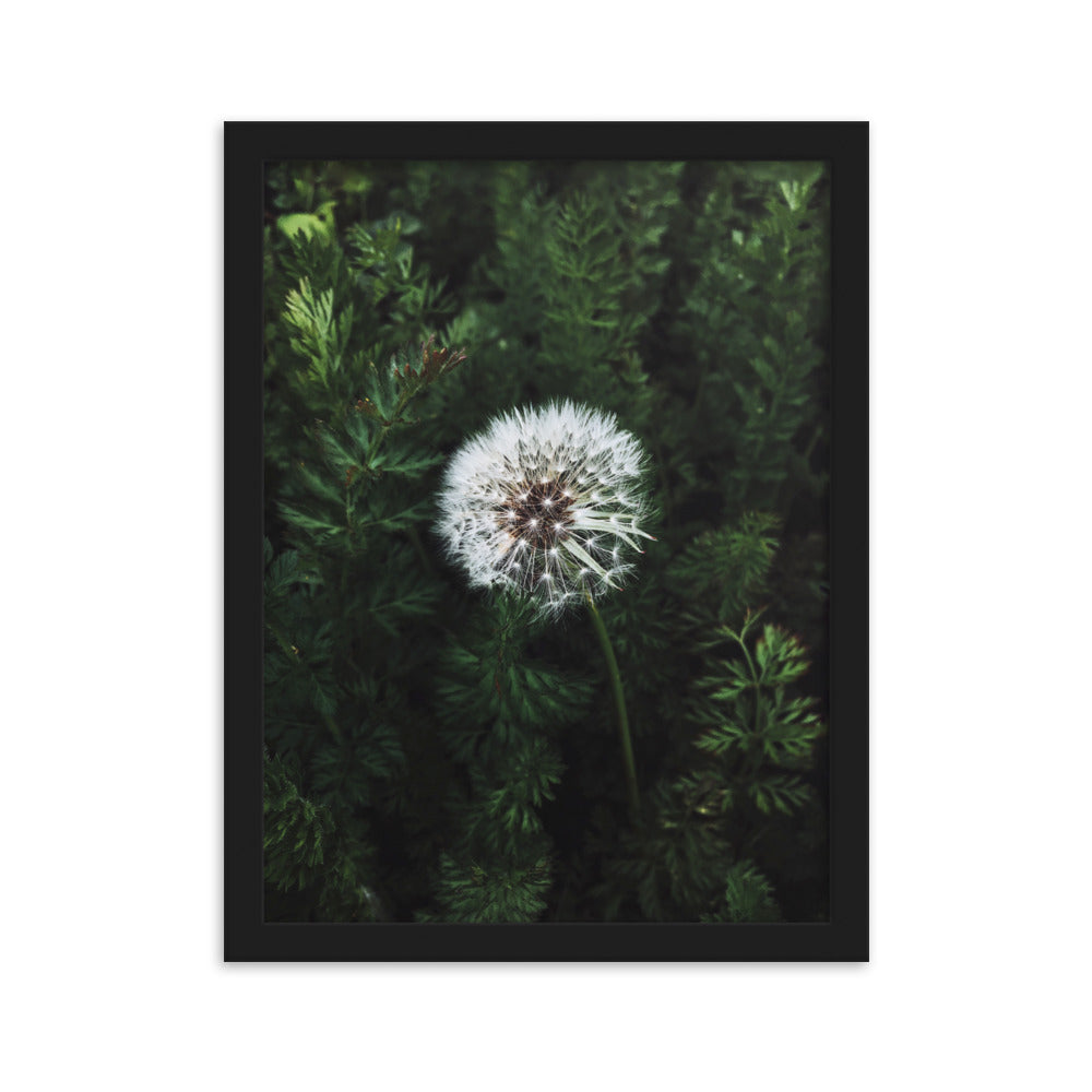 Poster mit Rahmen - Pusteblume Schwarz / 30×40 cm artlia