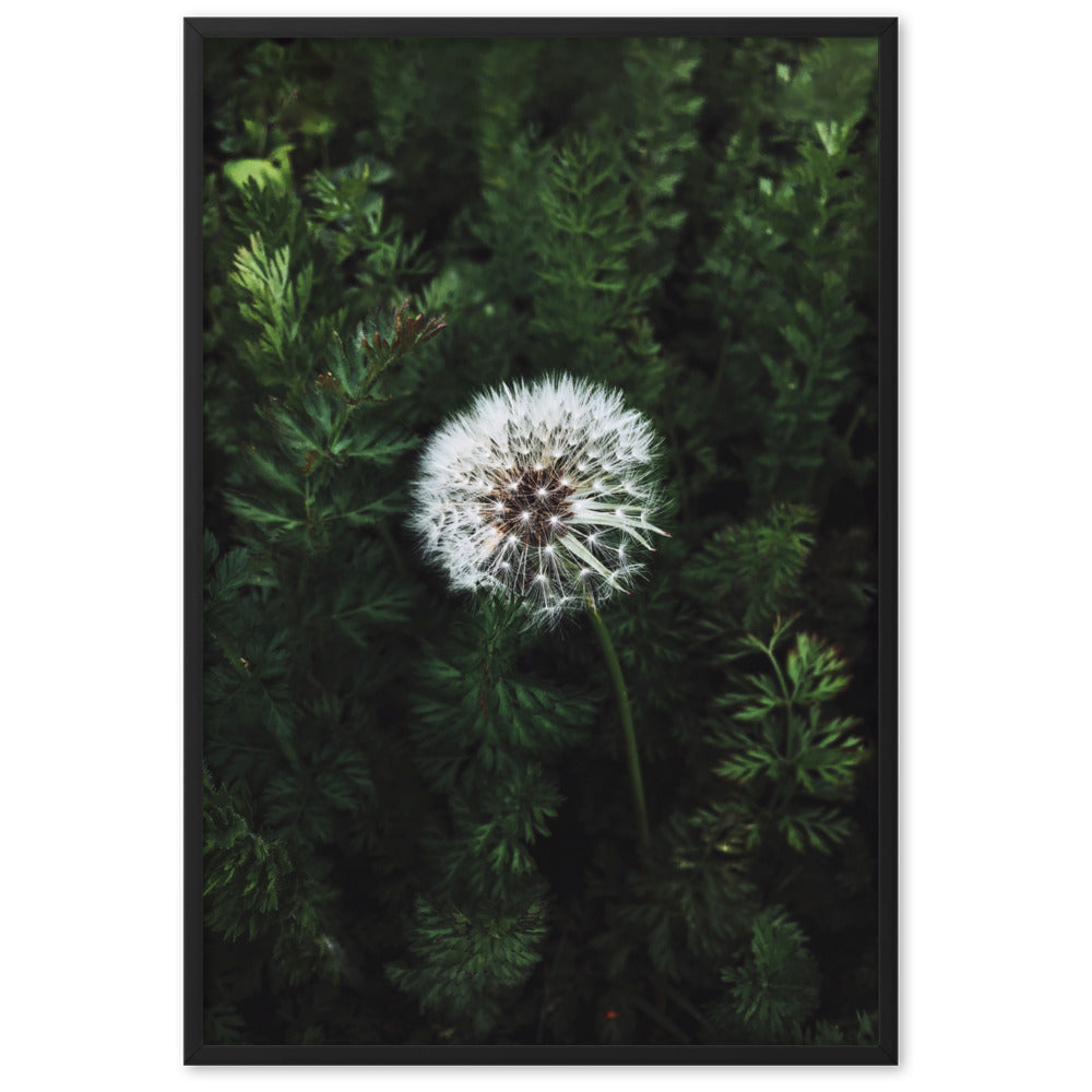 Poster mit Rahmen - Pusteblume Schwarz / 61×91 cm artlia