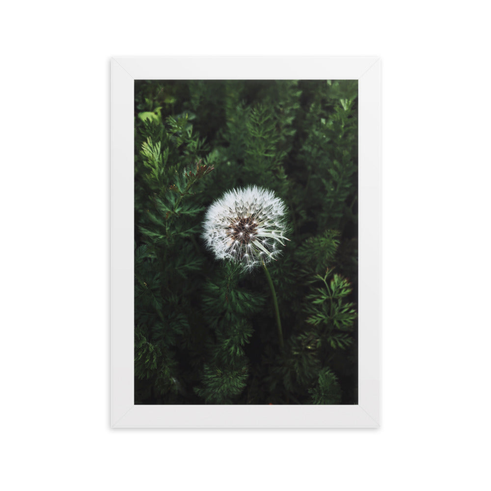 Poster mit Rahmen - Pusteblume Weiß / 21×30 cm artlia