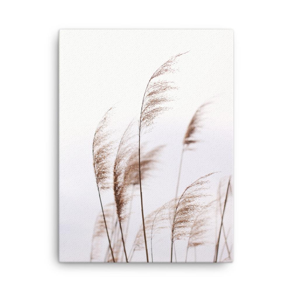 Schilf Reeds 01 - Leinwand 46x61 cm artlia