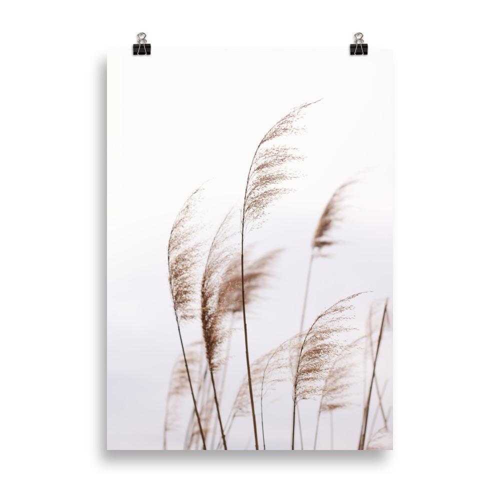 Schilf Reeds 01 - Poster artlia