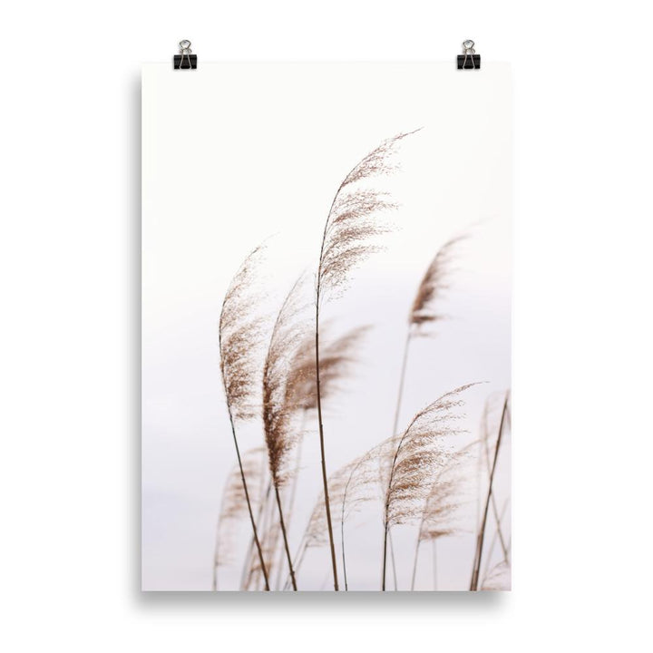 Schilf Reeds 01 - Poster 21×30 cm artlia