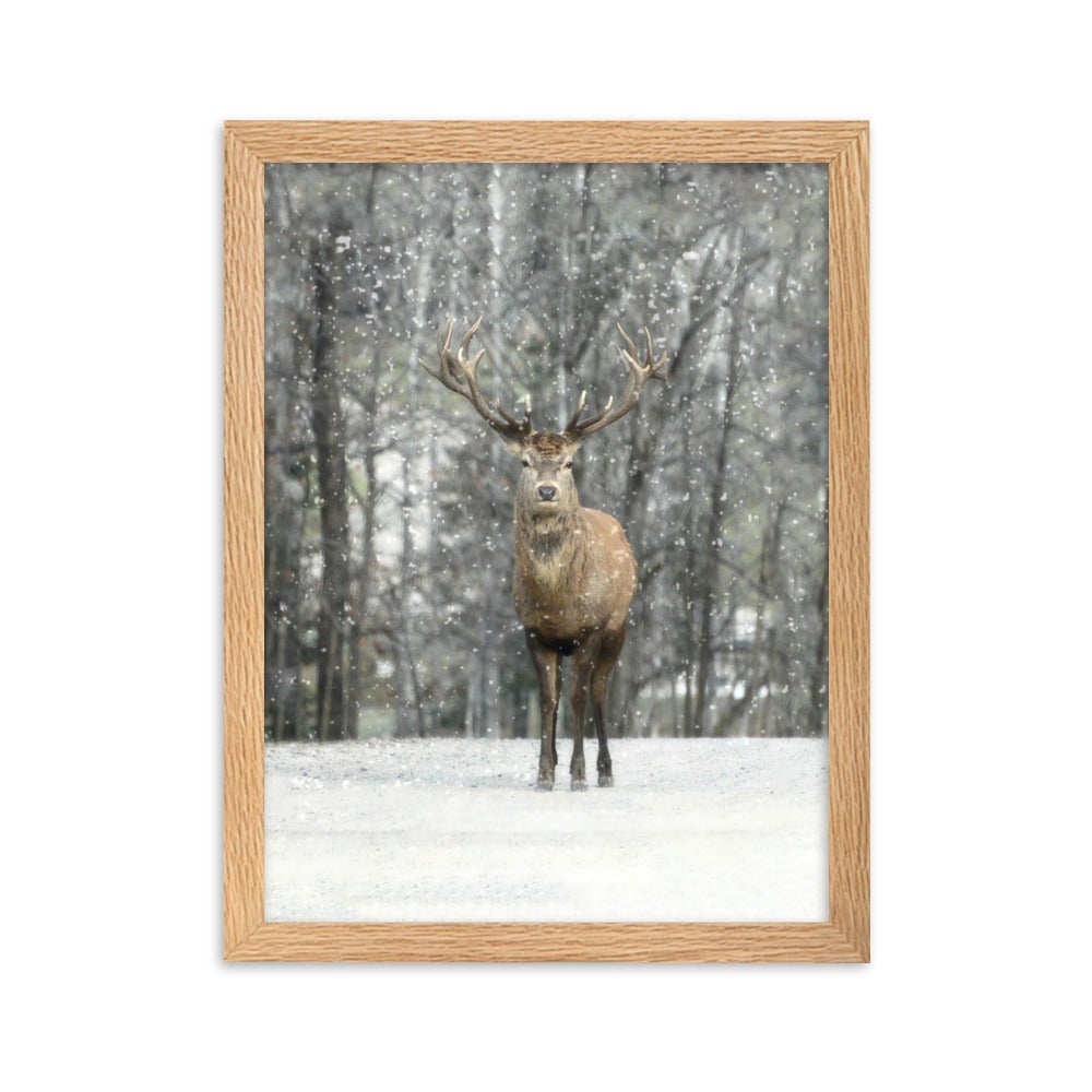 Rotwild im Schnee - Poster im Rahmen Oak / 30×40 cm artlia