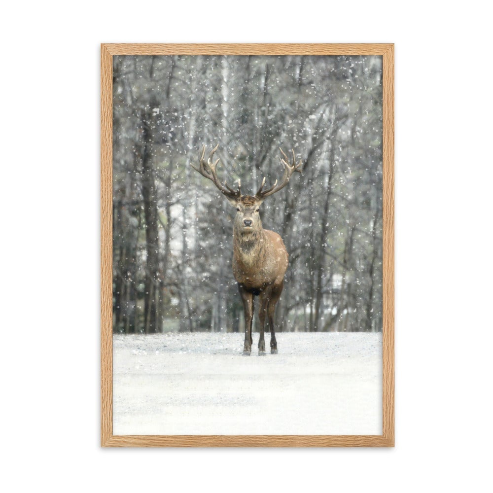 Rotwild im Schnee - Poster im Rahmen Oak / 50×70 cm artlia