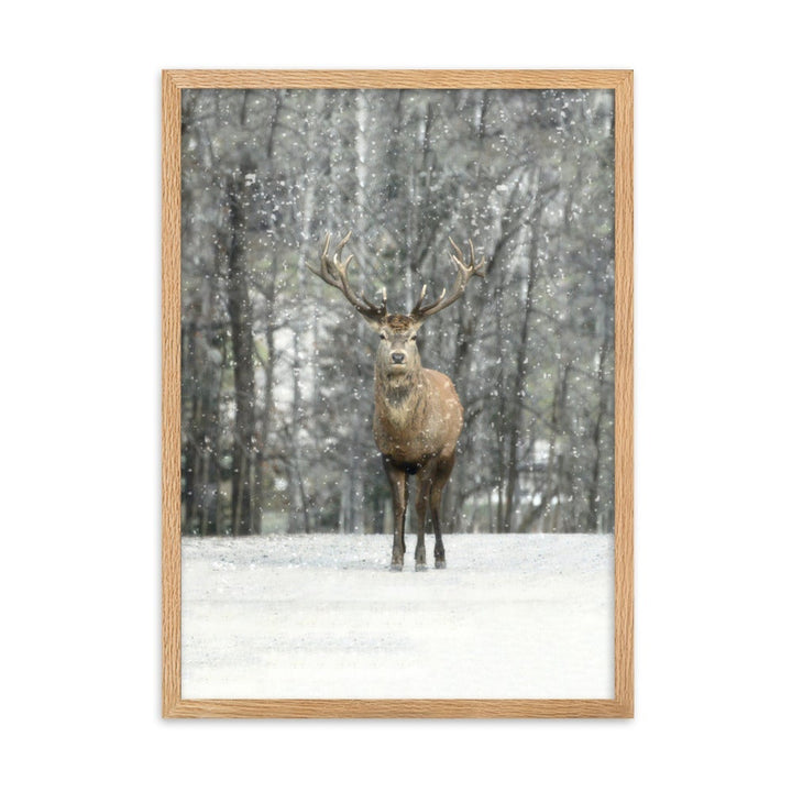 Rotwild im Schnee - Poster im Rahmen Oak / 50×70 cm artlia