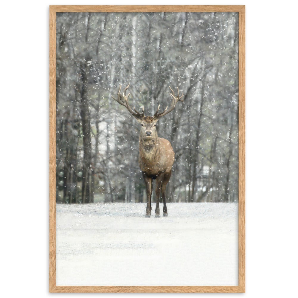 Rotwild im Schnee - Poster im Rahmen Oak / 61×91 cm artlia
