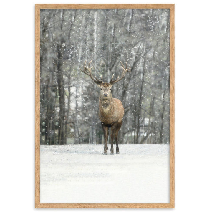 Rotwild im Schnee - Poster im Rahmen Oak / 61×91 cm artlia