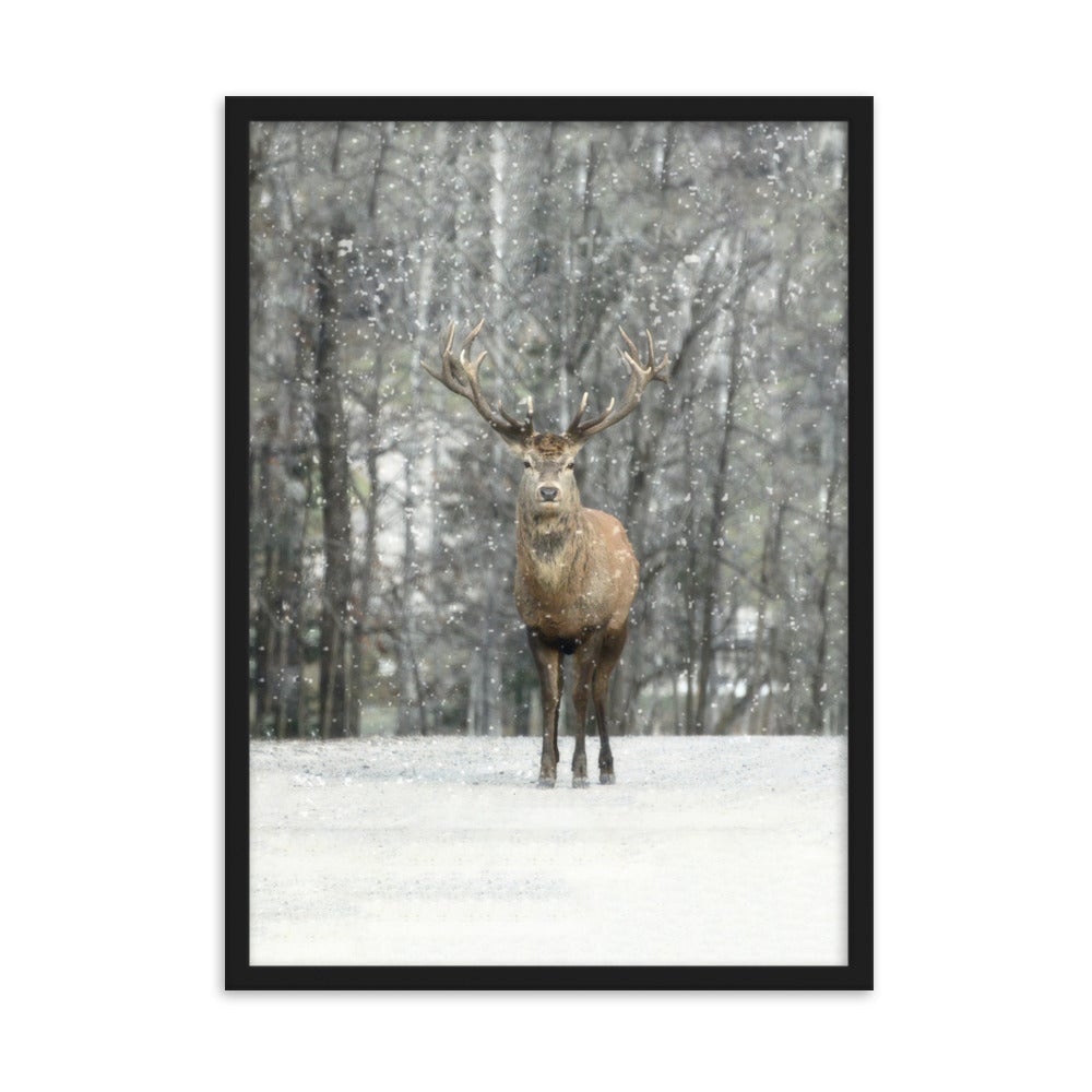 Rotwild im Schnee - Poster im Rahmen Schwarz / 50×70 cm artlia