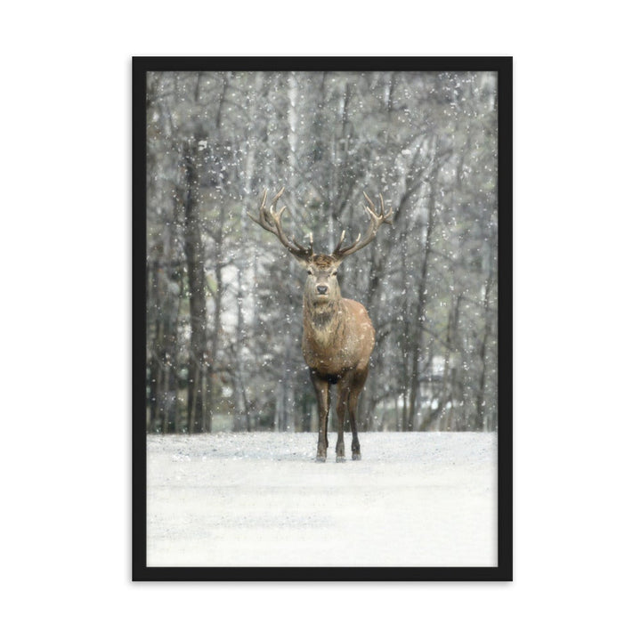 Rotwild im Schnee - Poster im Rahmen Schwarz / 50×70 cm artlia