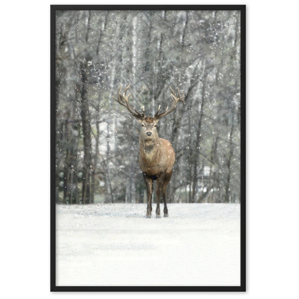 Rotwild im Schnee - Poster im Rahmen Schwarz / 61×91 cm artlia
