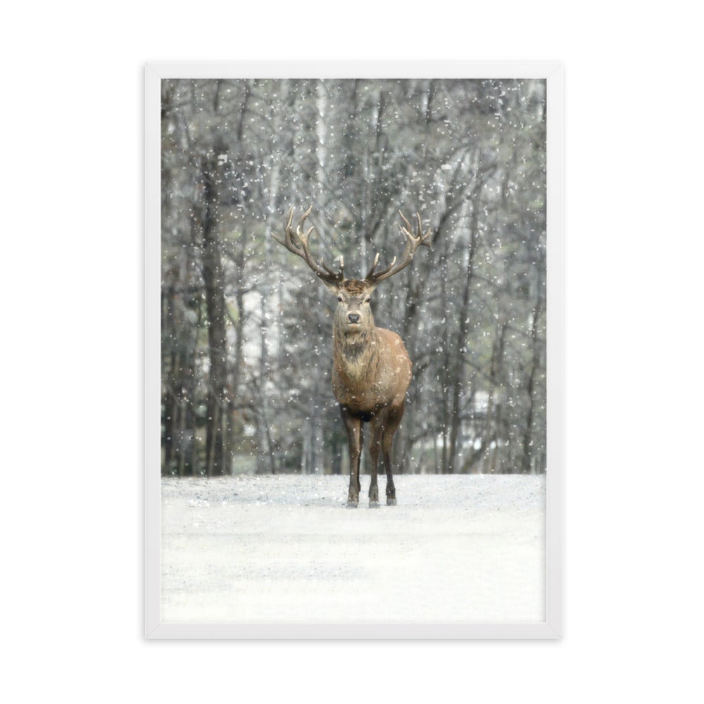 Rotwild im Schnee - Poster im Rahmen Weiß / 50×70 cm artlia