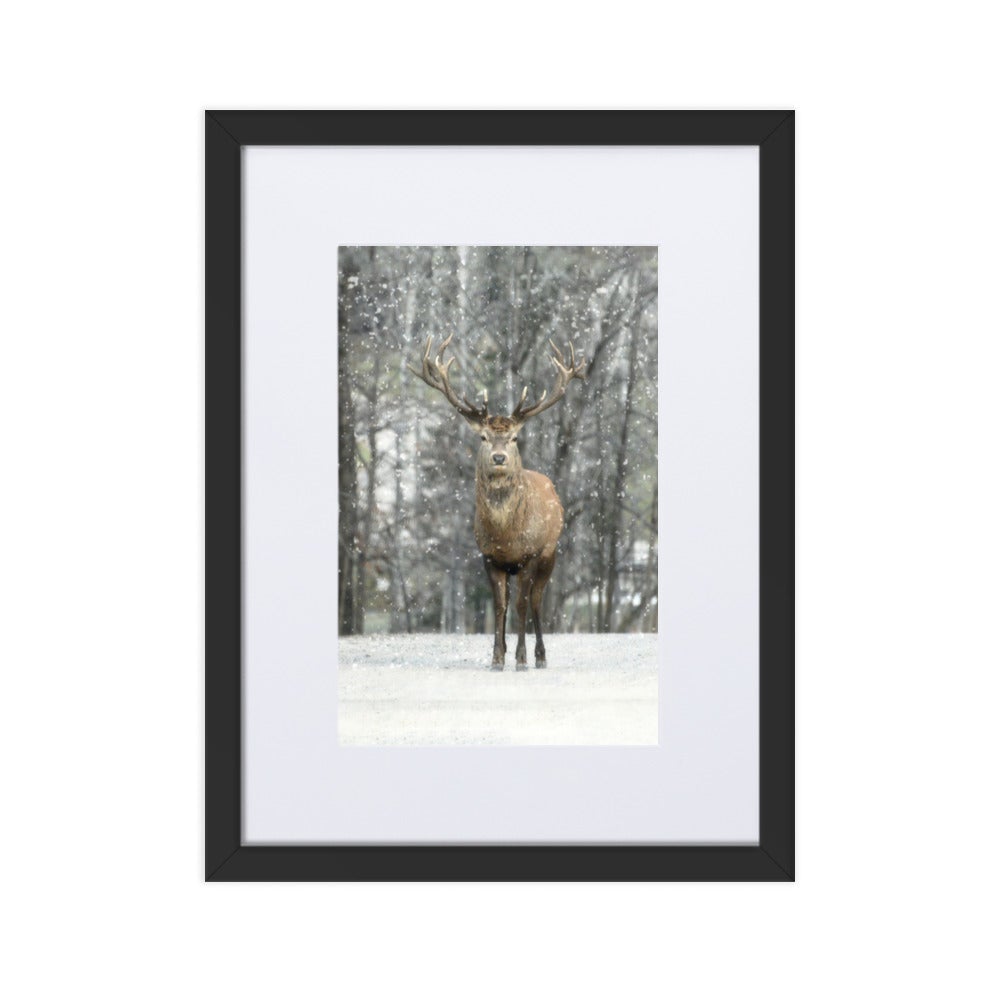 Rotwild im Schnee - Poster im Rahmen mit Passepartout Schwarz / 30×40 cm artlia