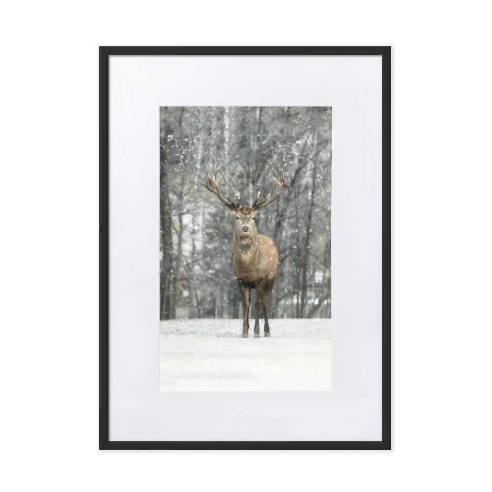 Rotwild im Schnee - Poster im Rahmen mit Passepartout Schwarz / 50×70 cm artlia