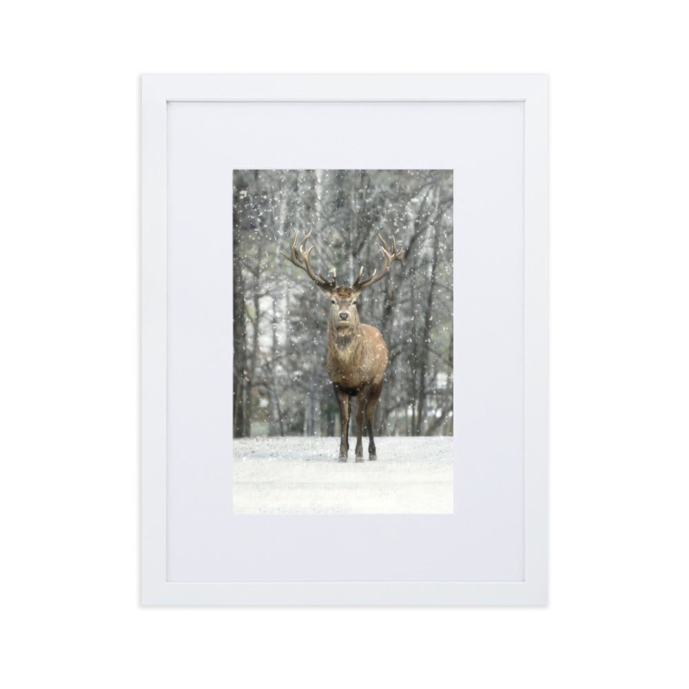 Rotwild im Schnee - Poster im Rahmen mit Passepartout Weiß / 30×40 cm artlia