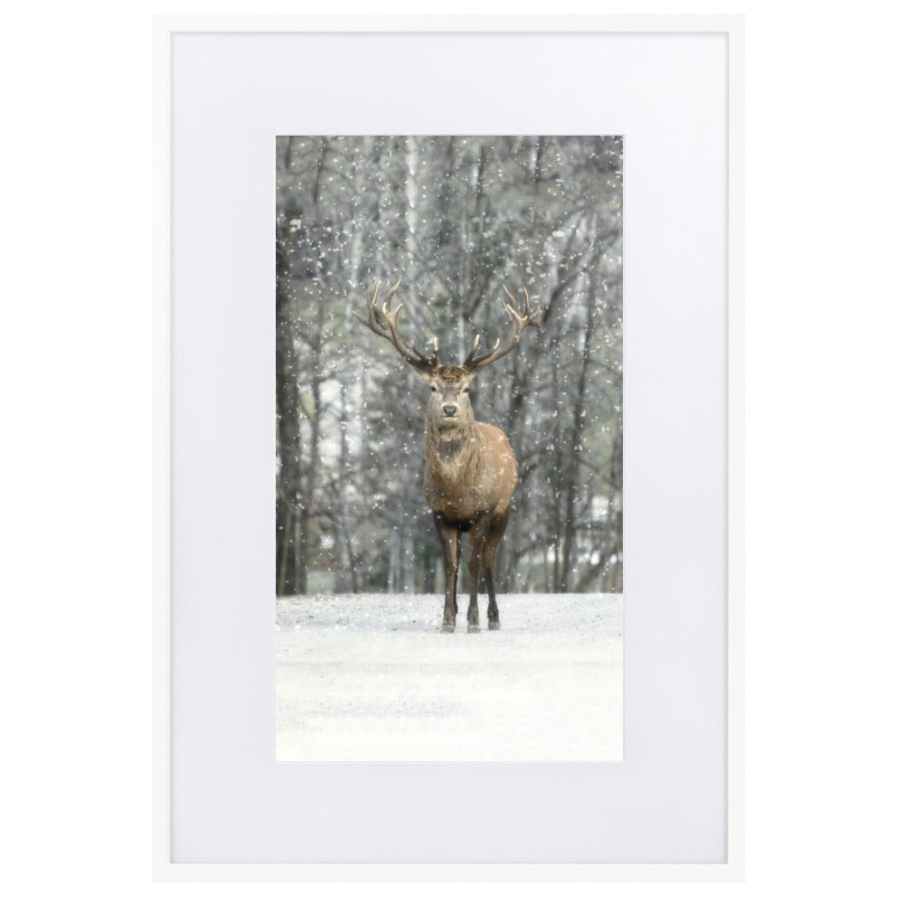Rotwild im Schnee - Poster im Rahmen mit Passepartout Weiß / 61×91 cm artlia