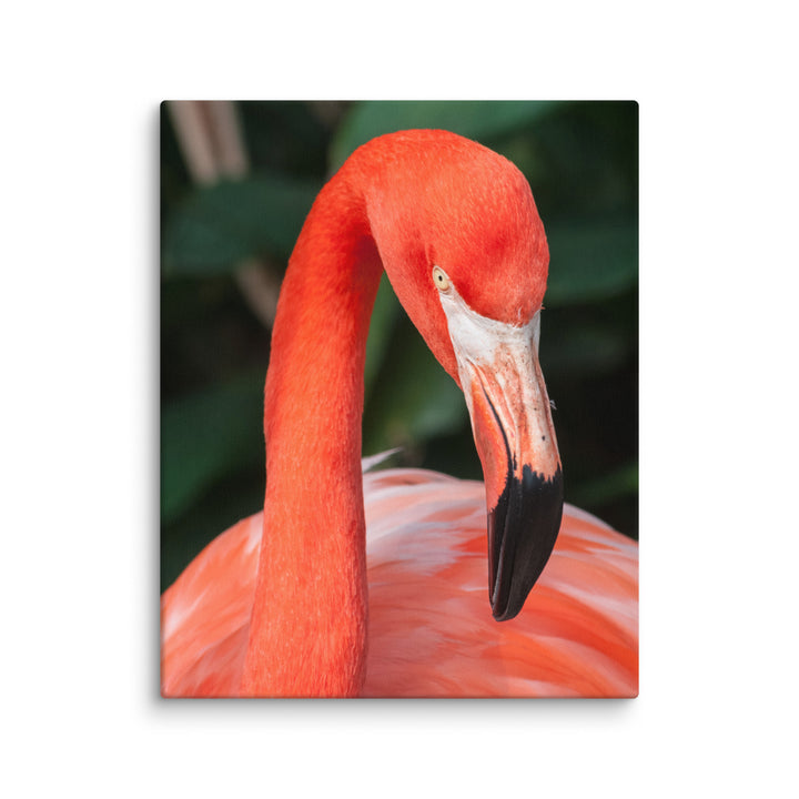 Leinwand - Flamingo, Phoenicopterus Ruber