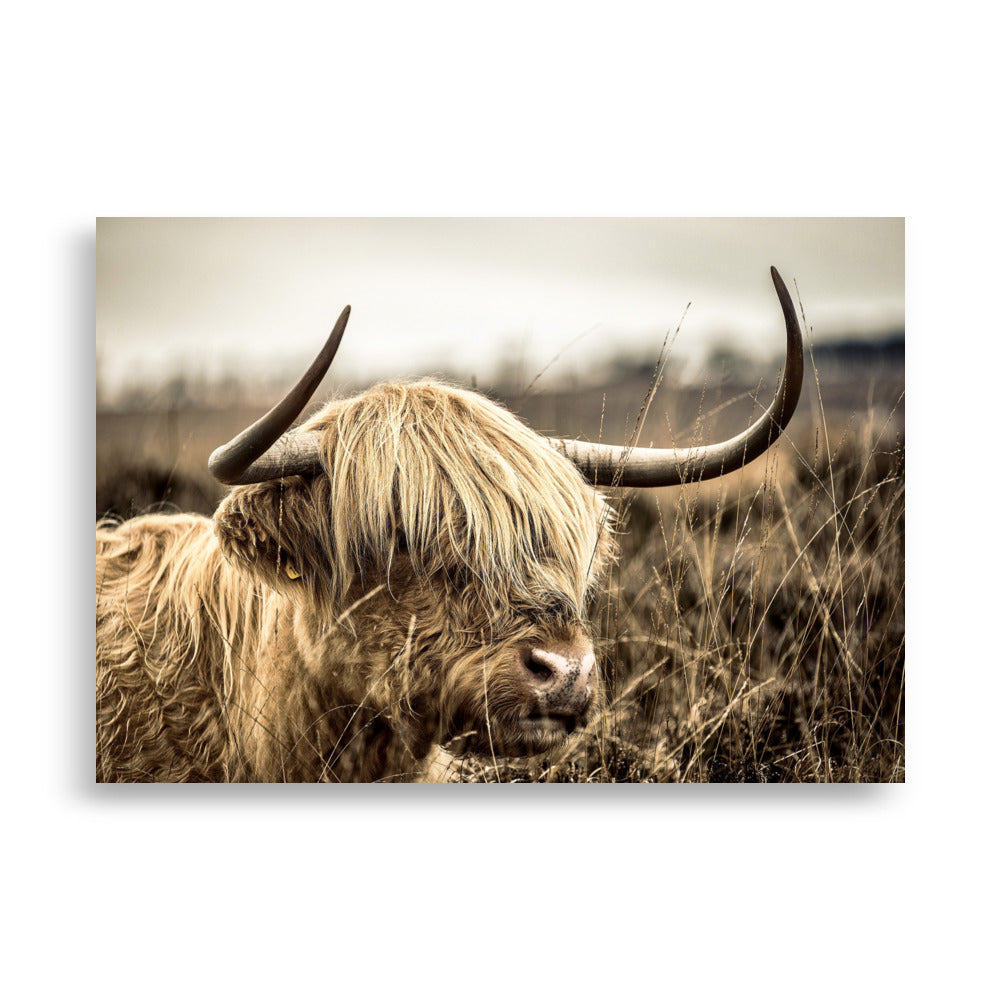 Leinwand - Highland Cattle Retro