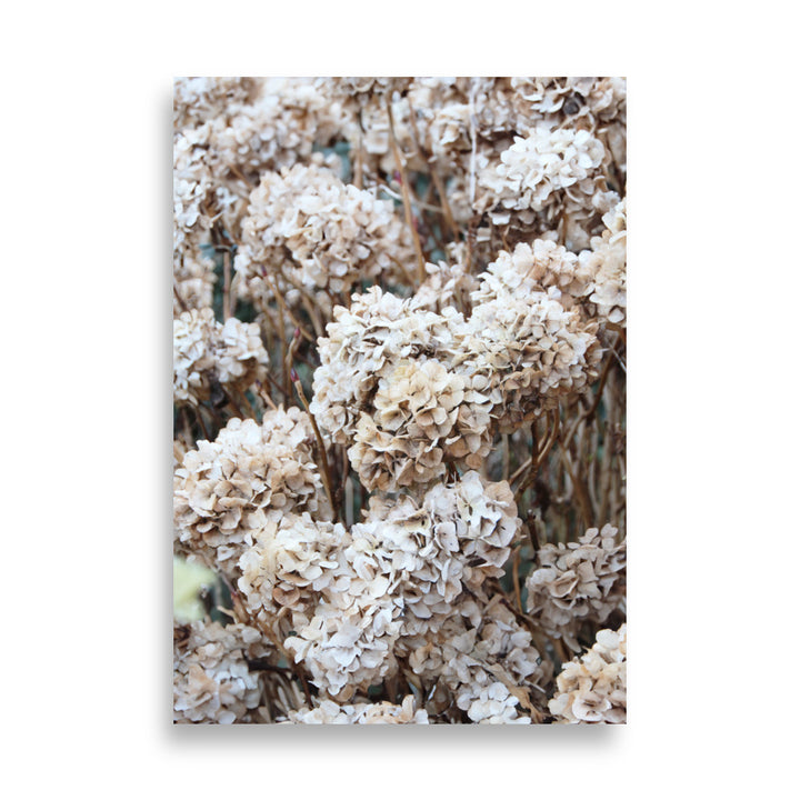 Póster - Flores Atemporales Hortensias