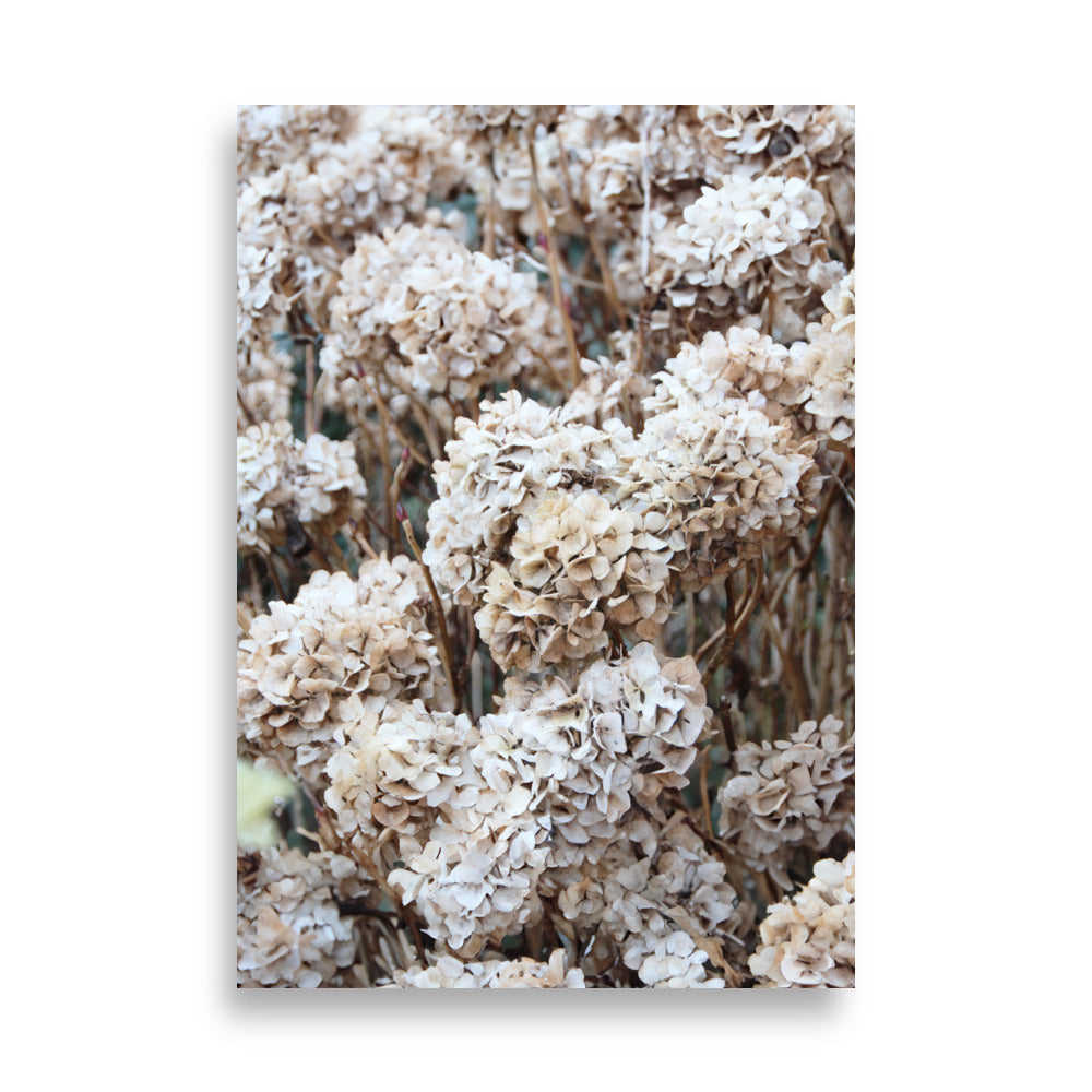 Póster - Flores Atemporales Hortensias