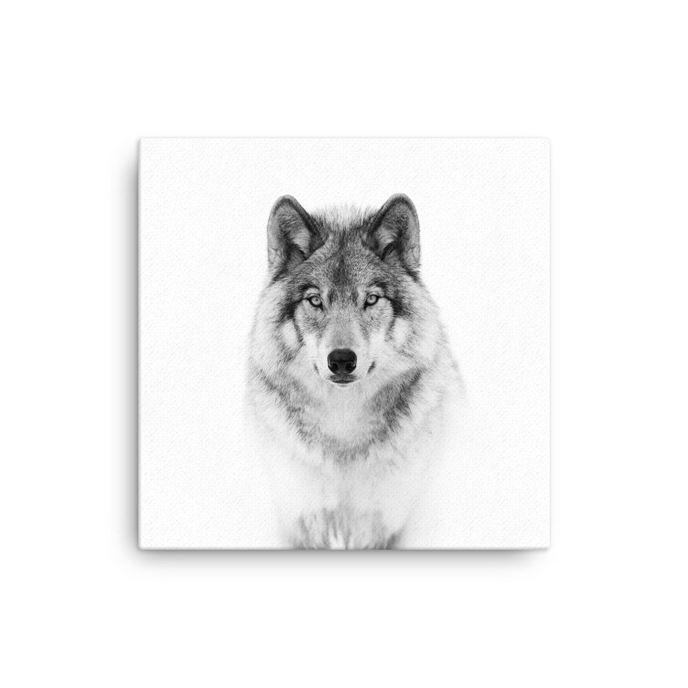 Leinwand - Calm Wolf Kuratoren von artlia 41x41 cm artlia