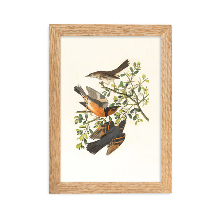 Poster - Drei Vögel auf Ästen Boston Public Library Oak / 21×30 cm artlia