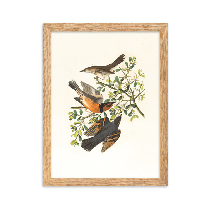 Poster - Drei Vögel auf Ästen Boston Public Library Oak / 30×40 cm artlia