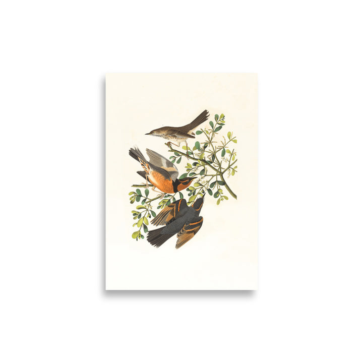 Poster - Drei Vögel auf Ästen Boston Public Library ohne Rahmen / 21×30 cm artlia