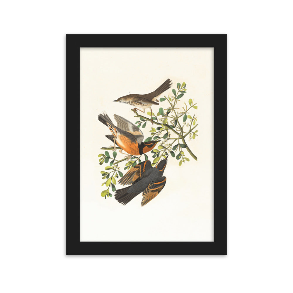 Poster - Drei Vögel auf Ästen Boston Public Library Schwarz / 21×30 cm artlia