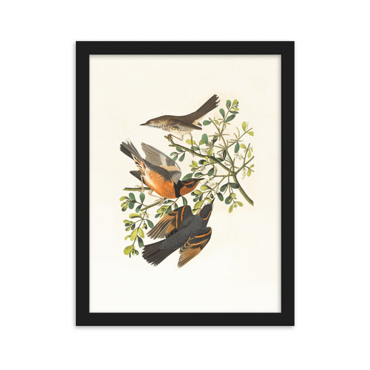 Poster - Drei Vögel auf Ästen Boston Public Library Schwarz / 30×40 cm artlia
