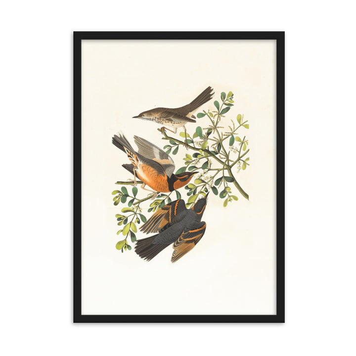 Poster - Drei Vögel auf Ästen Boston Public Library Schwarz / 50×70 cm artlia