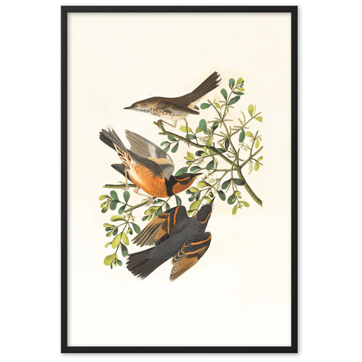 Poster - Drei Vögel auf Ästen Boston Public Library Schwarz / 61×91 cm artlia