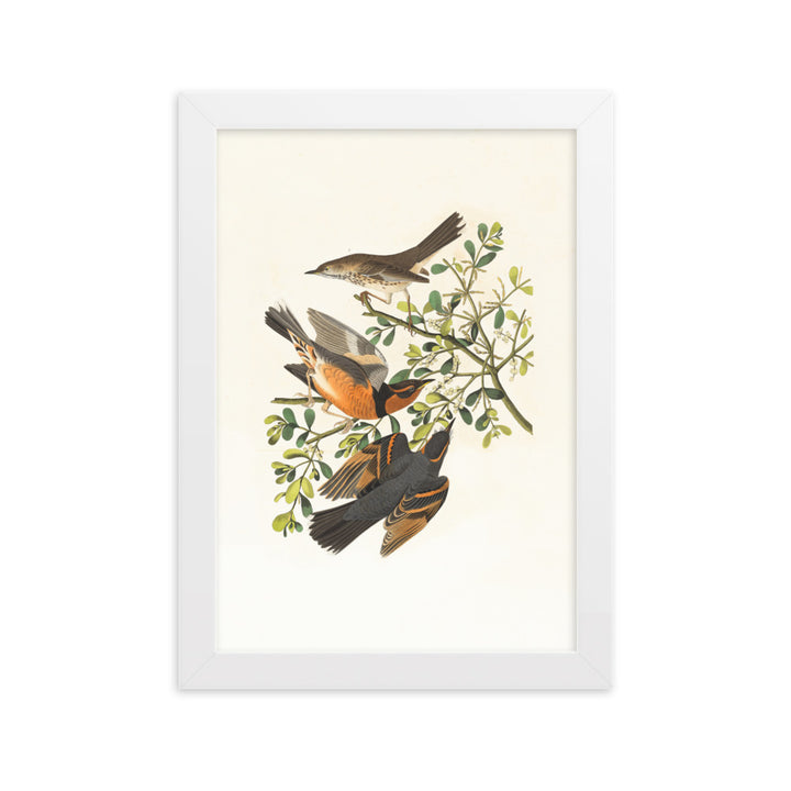 Poster - Drei Vögel auf Ästen Boston Public Library Weiß / 21×30 cm artlia