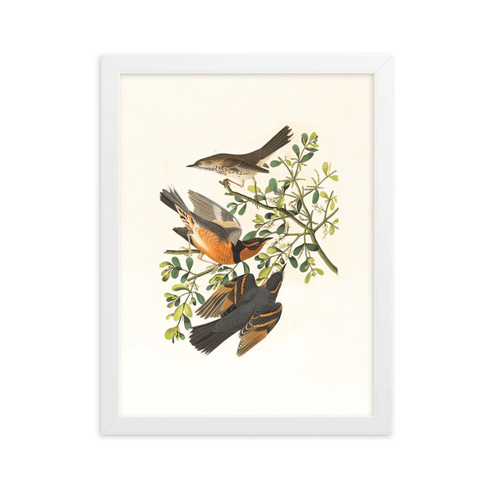 Poster - Drei Vögel auf Ästen Boston Public Library Weiß / 30×40 cm artlia