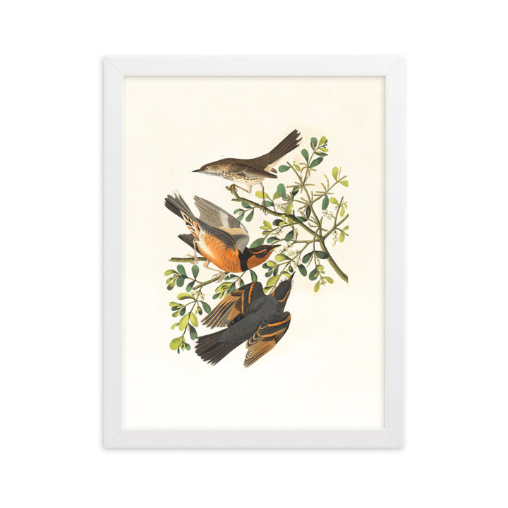 Poster - Drei Vögel auf Ästen Boston Public Library Weiß / 30×40 cm artlia