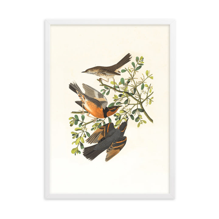 Poster - Drei Vögel auf Ästen Boston Public Library Weiß / 50×70 cm artlia