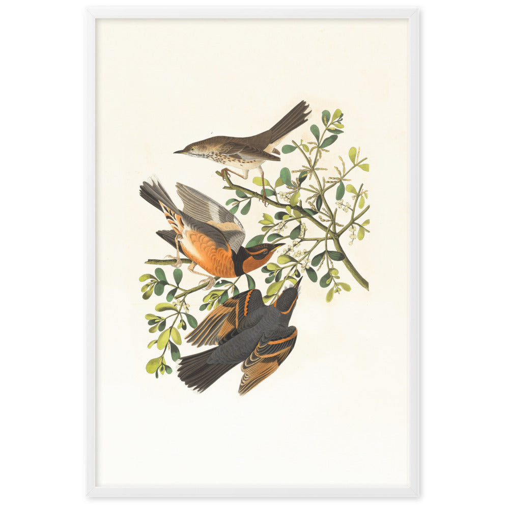 Poster - Drei Vögel auf Ästen Boston Public Library Weiß / 61×91 cm artlia