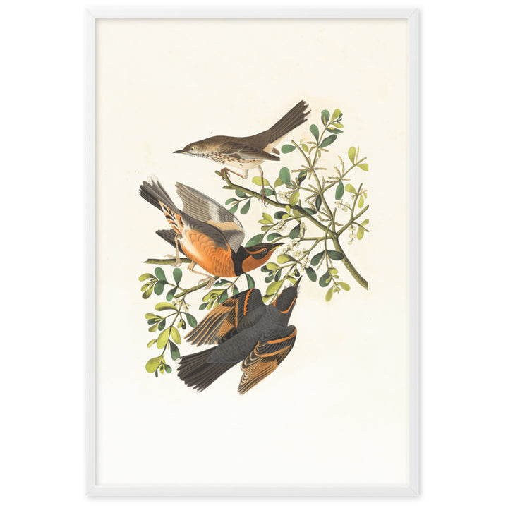 Poster - Drei Vögel auf Ästen Boston Public Library Weiß / 61×91 cm artlia