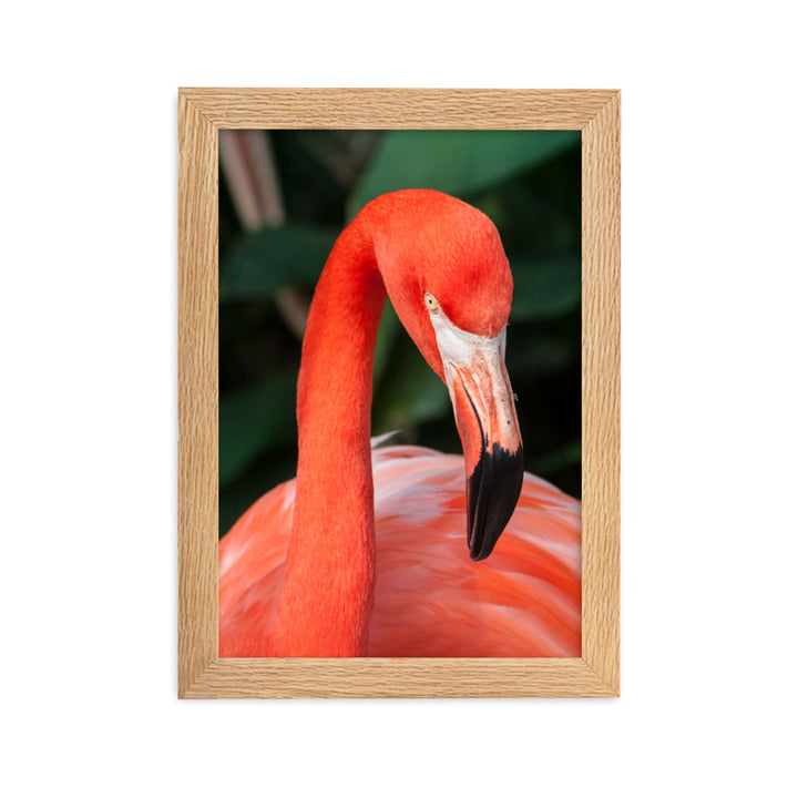 Poster - Flamingo, Phoenicopterus Ruber Kuratoren von artlia Oak / 21×30 cm artlia