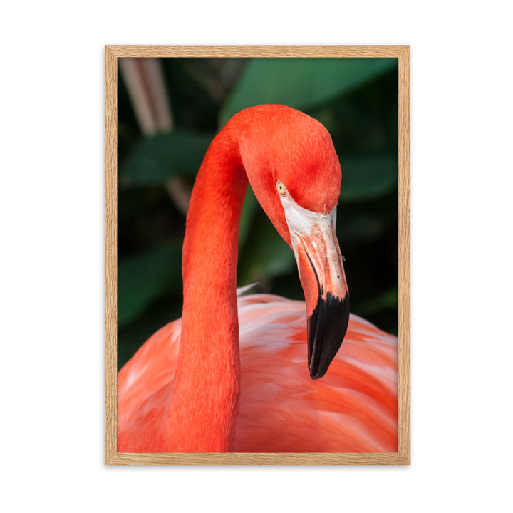 Poster - Flamingo, Phoenicopterus Ruber Kuratoren von artlia Oak / 50×70 cm artlia