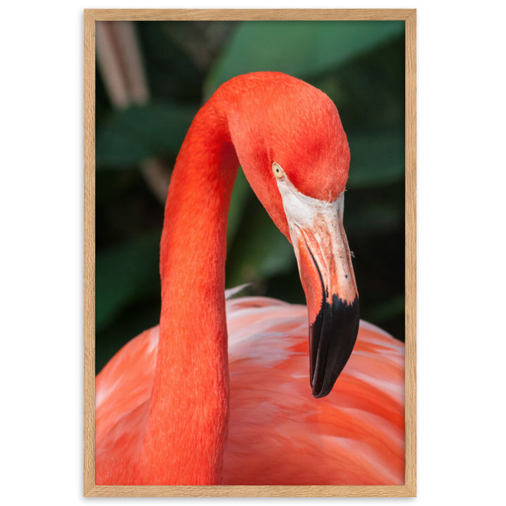 Poster - Flamingo, Phoenicopterus Ruber Kuratoren von artlia Oak / 61×91 cm artlia