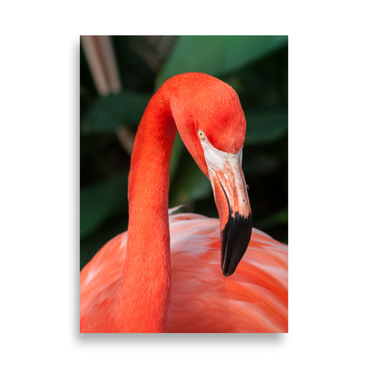 Poster - Flamingo, Phoenicopterus Ruber Kuratoren von artlia ohne Rahmen / 21×30 cm artlia