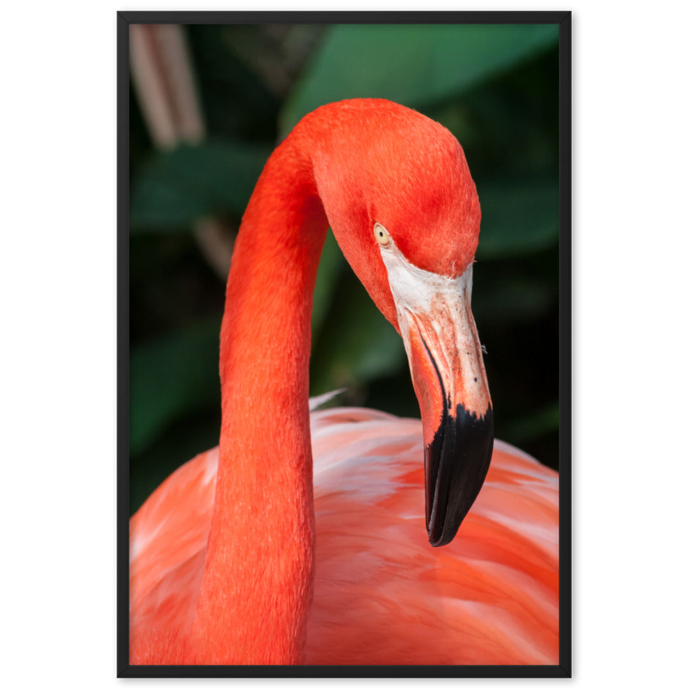 Poster - Flamingo, Phoenicopterus Ruber Kuratoren von artlia Schwarz / 61×91 cm artlia