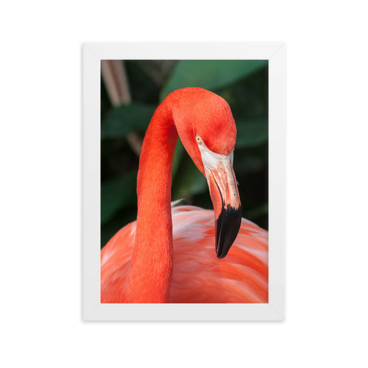 Poster - Flamingo, Phoenicopterus Ruber Kuratoren von artlia Weiß / 21×30 cm artlia