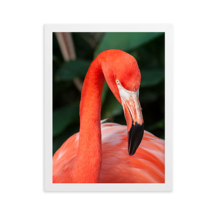 Poster - Flamingo, Phoenicopterus Ruber Kuratoren von artlia Weiß / 30×40 cm artlia