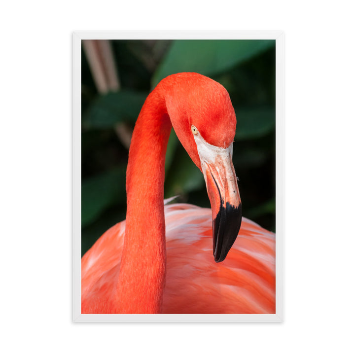 Poster - Flamingo, Phoenicopterus Ruber Kuratoren von artlia Weiß / 50×70 cm artlia