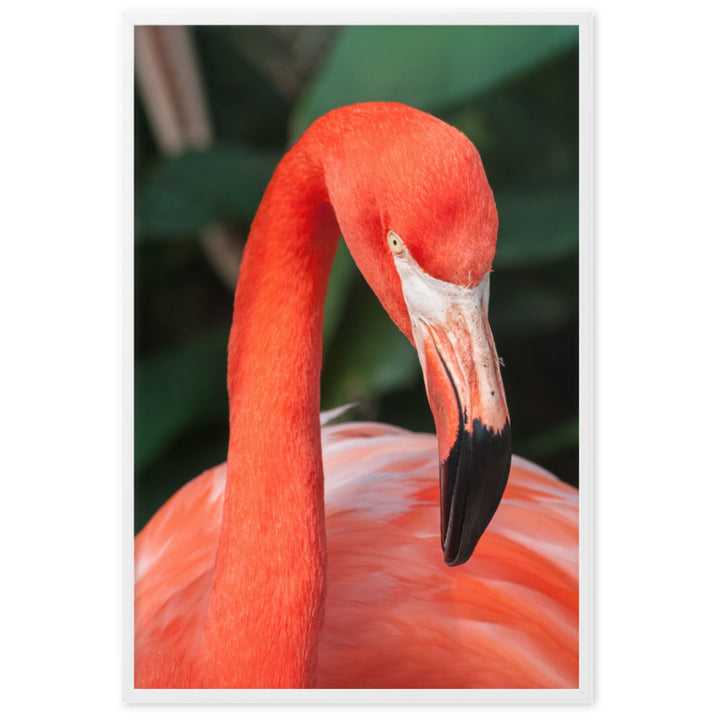 Poster - Flamingo, Phoenicopterus Ruber Kuratoren von artlia Weiß / 61×91 cm artlia